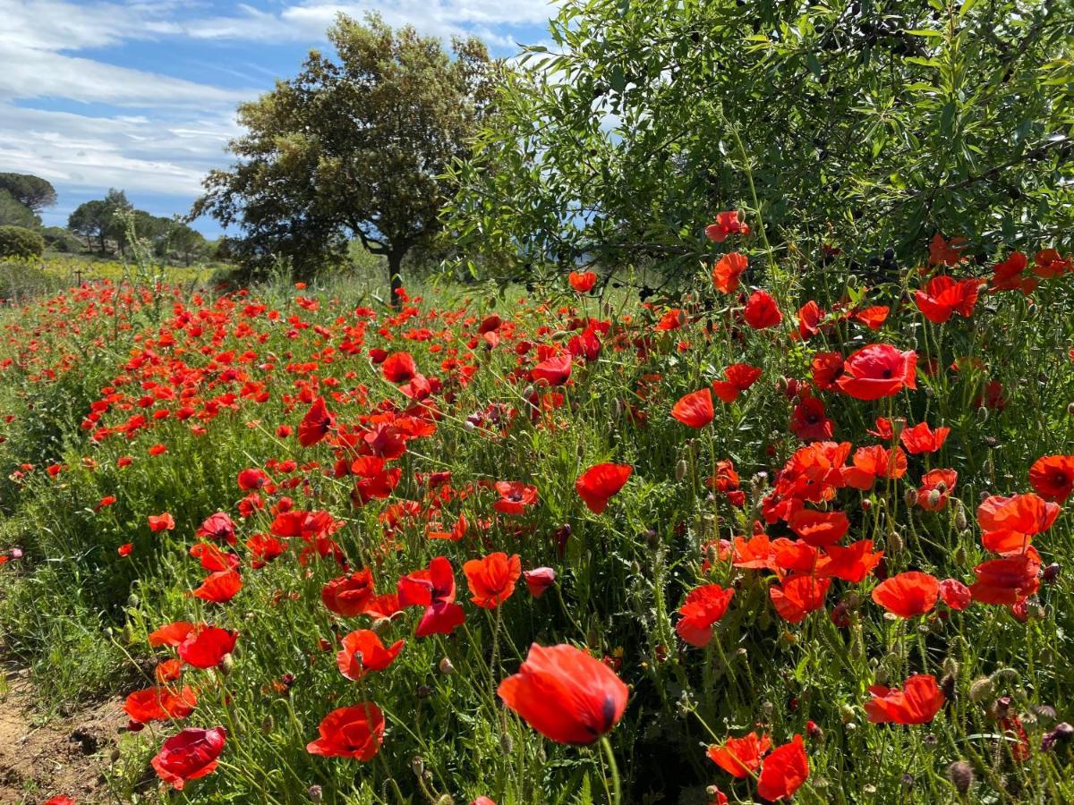 Mas Des Tournevents Bed and Breakfast Lézignan-Corbières Εξωτερικό φωτογραφία